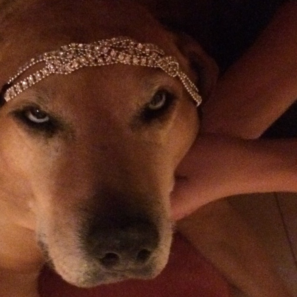 Meet your Posher, Dixie